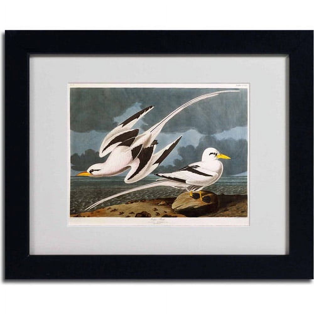 Trademark Fine Art "Tropic Bird" Canvas Art by John James Audubon, Black Frame