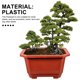 thumbnail image 5 of unbranded 10Ud Rectangular De Plástico Para Plantas Pequeñas Bonsái Y Suculentas En Interiores, 5 of 6
