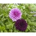 thumbnail image 1 of Bulbes de fleurs TASC - Dahlias décoratifs Lavender Perfection et Thomas Edison, 1 of 2