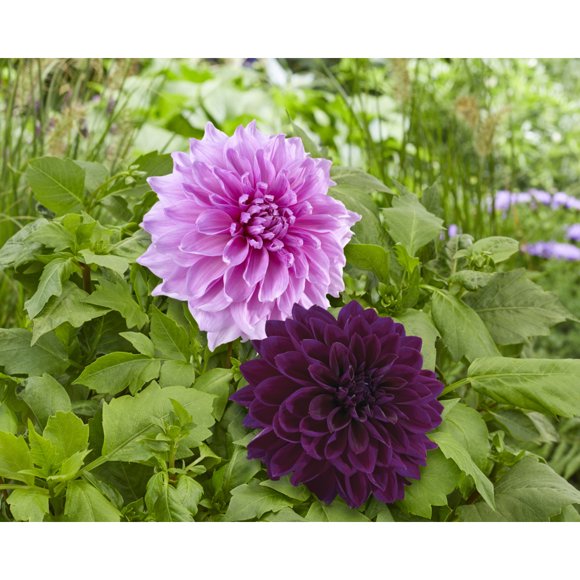 TASC Flower Bulbs- Dahlia Decorative Lavender Perfection & Thomas Edison