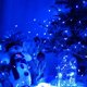 thumbnail image 5 of Guirnalda de luces LED Sanniu, funciona con pilas, azules, 5 m, 50 LED, 5 of 6