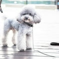 thumbnail image 4 of Dog Leash Steel Chain Solid Dog Metal Leash PU Leather Handle, 4 of 7
