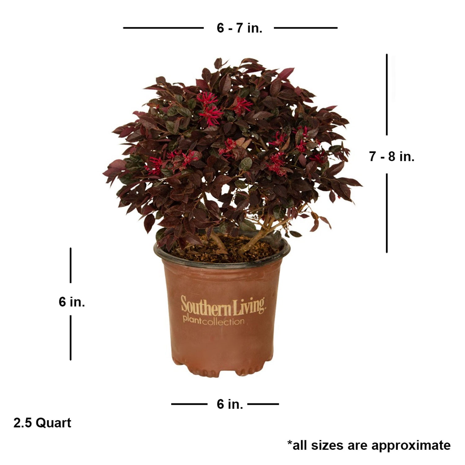 Southern Living Purple Daydream Loropetalum Live Shrub in 2.5-Quart Grower Pot