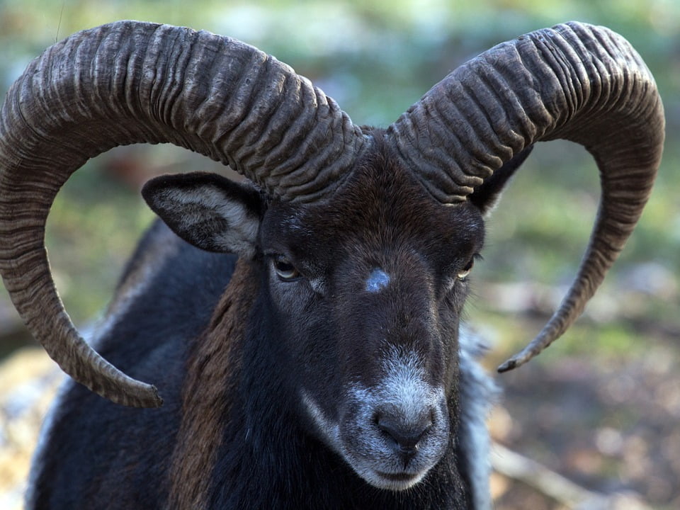 Wild Capricorn Animals-20 Inch By 30 Inch Laminated Poster With Bright