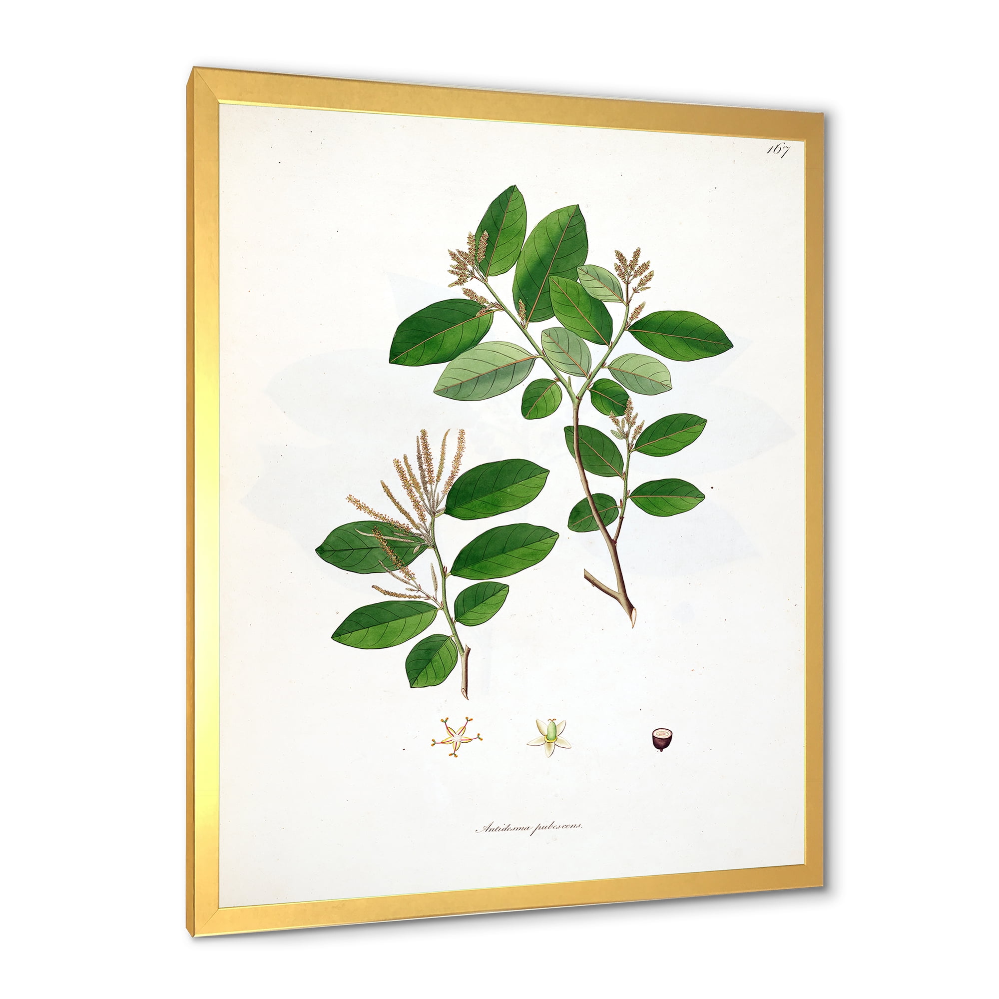 Designart 'Ancient Plant Life XIX' Farmhouse Framed Art Print