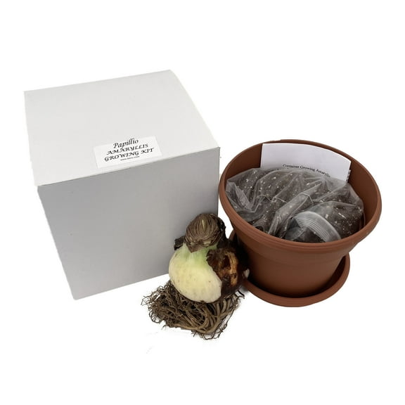 Papilio Amaryllis Growing Kit - Great Gift! - 24/26cm Bulb/Pot/Soil