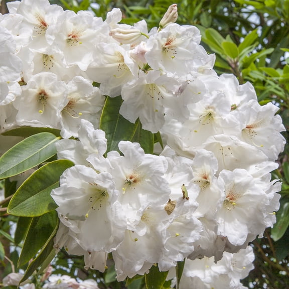 Chinoides White Flowering Rhododendron Broadleaf Evergreen Starter Shrub, One Plant per Offer