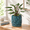 Ocean Teal-8 Inch, variant on Graphite Blue 4 Inch Embossed Leaves Ceramic Planter with Tray