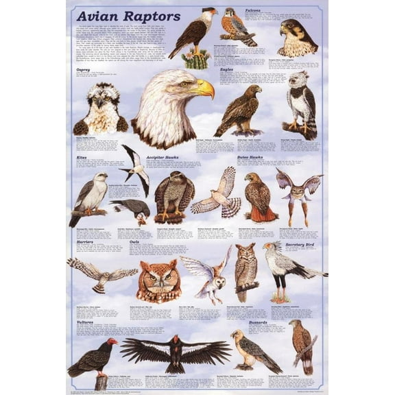 Avian Raptors Educational Poster 24" x 36"