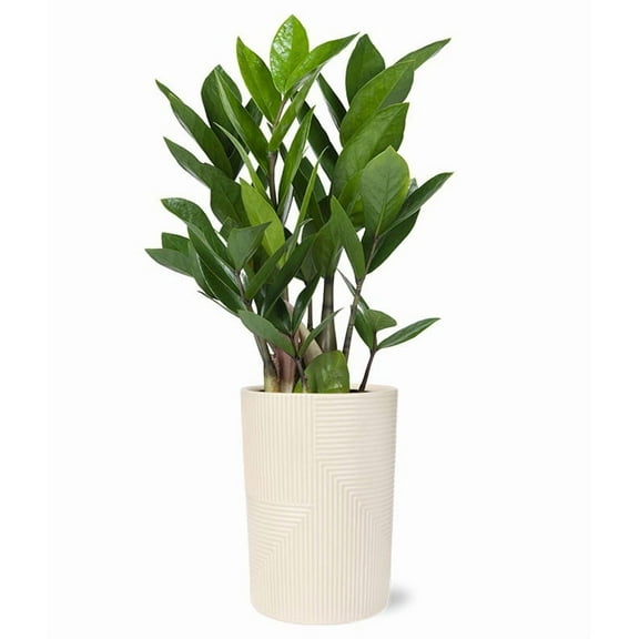 From You Flowers - ZZ Plant in Calming Beige for Birthday, Anniversary, Get Well, Congratulations, Thank You, All Occasions