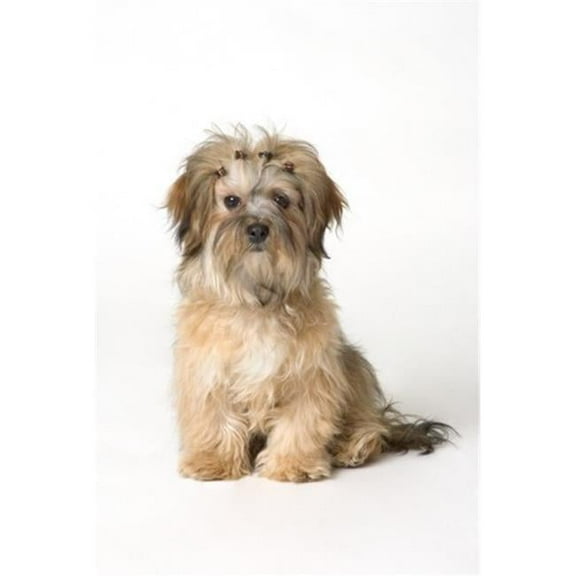 Cute Miniature Terrier Poster Print by Corey Hochachka - 11 x 16