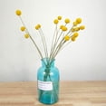 thumbnail image 5 of 20 Tiges de Fleurs Séchées Naturelles - Craspédia/Billy Balls, 5 of 5