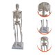 thumbnail image 5 of Modelo de esqueleto humano anatómico médico modelo científico modelo de anatomía, 5 of 5