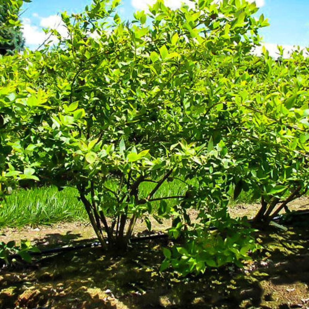 Expert Gardener 2-3 ft tall Powder Blue Rabbiteye Blueberry Live Shrub in 5-Gallon Grower Pot