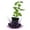 3 Plants, variant on Dwarf Everbearing Mulberry Tree - 2 Live Plants in 3 Inch Growers Pots - Morus - Edible Fruit Bearing Tree for The Patio and Garden