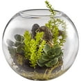 thumbnail image 3 of Mix Succulent Garden with Glass Vase, 3 of 4