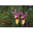thumbnail image 2 of Carlson, Mark 14x11 White Modern Wood Framed Museum Art Print Titled - MI, Pair of calypso orchids by a balsam fir, 2 of 4