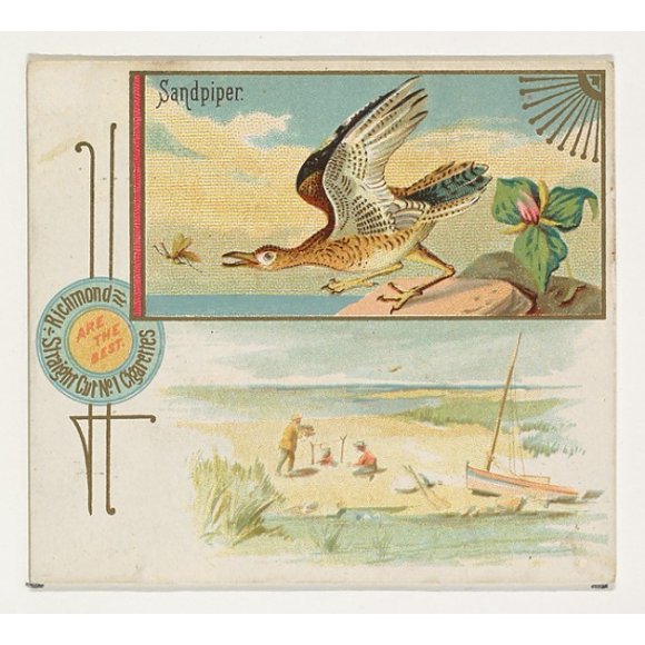 Sandpiper, from the Game Birds series (N40) for Allen & Ginter Cigarettes Poster Print (18 x 24)