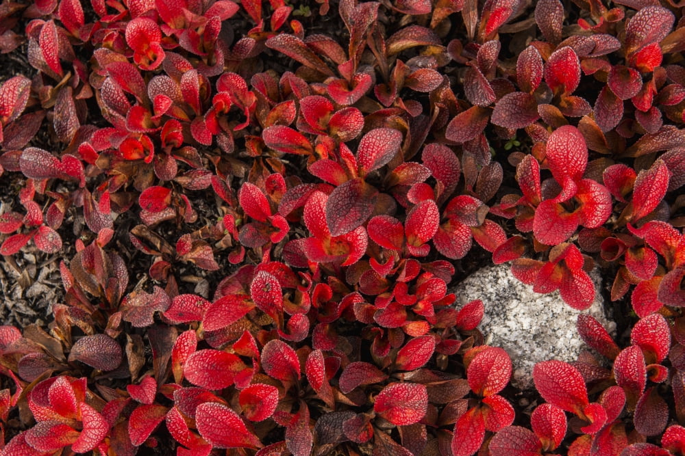 Patch Of Bearberrie