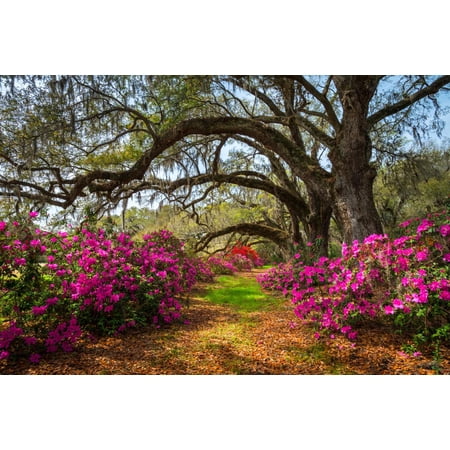 Art.com South Carolina Spring Flowers Charleston SC Lowcountry Scenic Nature Landscape with Blooming Pink A Photographic Print by Dave Allen Photography, 18" x 12"