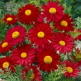 thumbnail image 2 of 100 Seeds| Robinson's Red Chrysanthemum Seeds [BUY 3 GET 1 FREE] #N010, 2 of 3