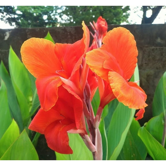 President Canna Lily Bulbs for Planting (9 Bulbs)