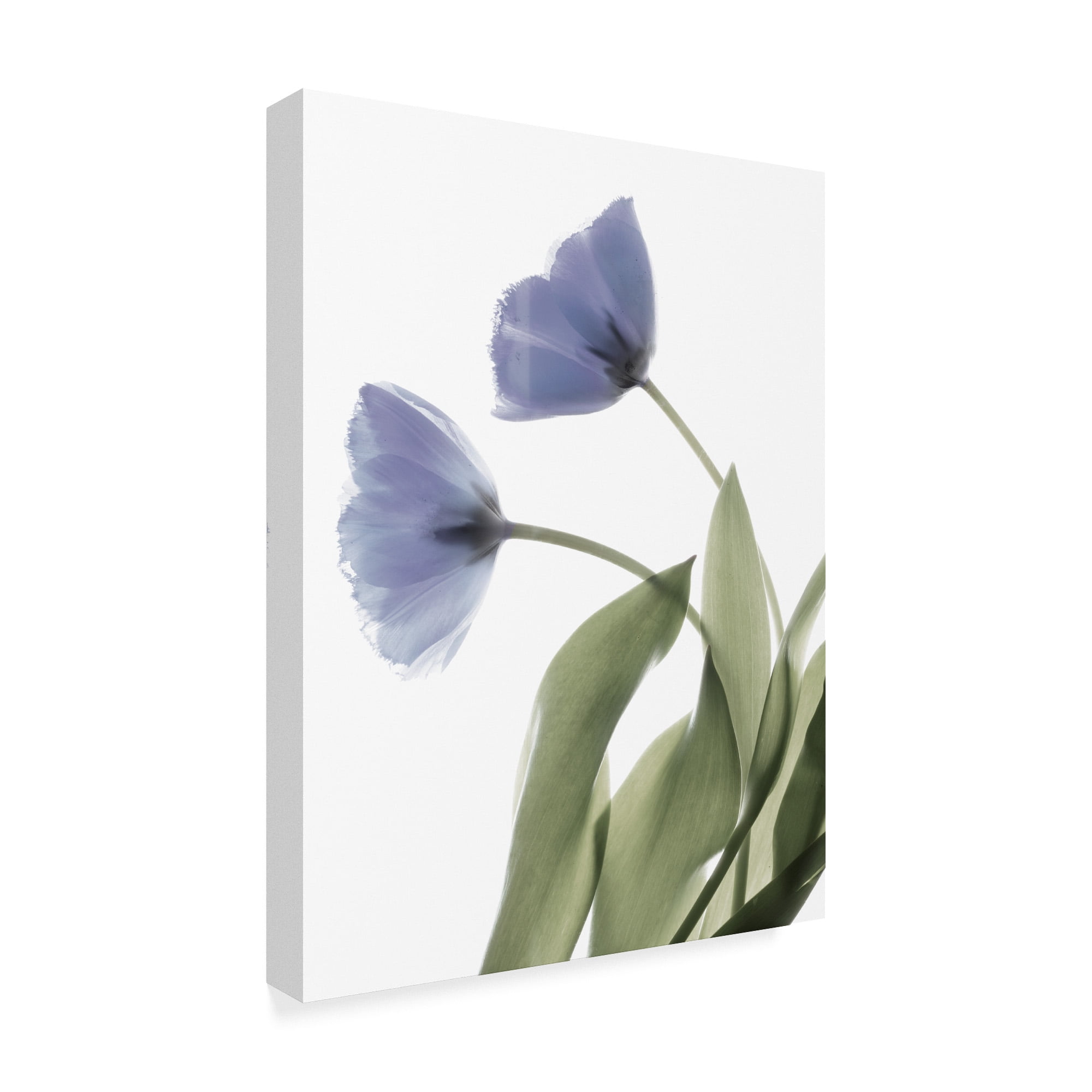 Trademark Fine Art 'Xray Tulip III' Canvas Art by Judy Stalus