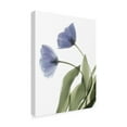 thumbnail image 2 of Trademark Fine Art 'Xray Tulip III' Canvas Art by Judy Stalus, 2 of 4
