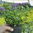 thumbnail image 3 of Fuchsia, Lottie Hobby - Pot Size: 3in (2.6x3.5in) - Shade Plants, 3 of 8