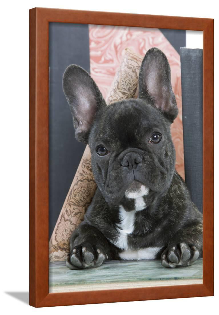 french bulldog framed art