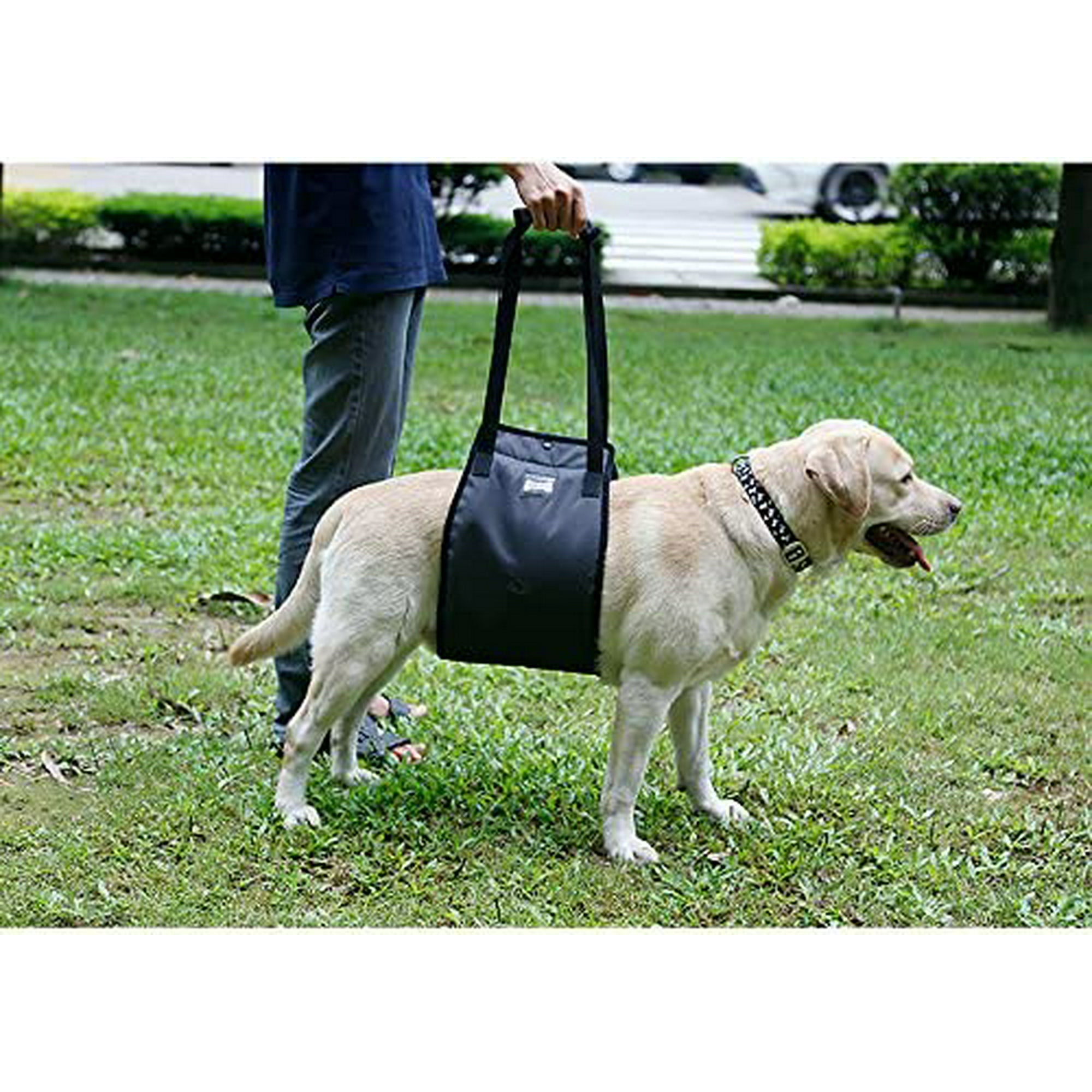 How To Use A Sling To Help Dog Walk