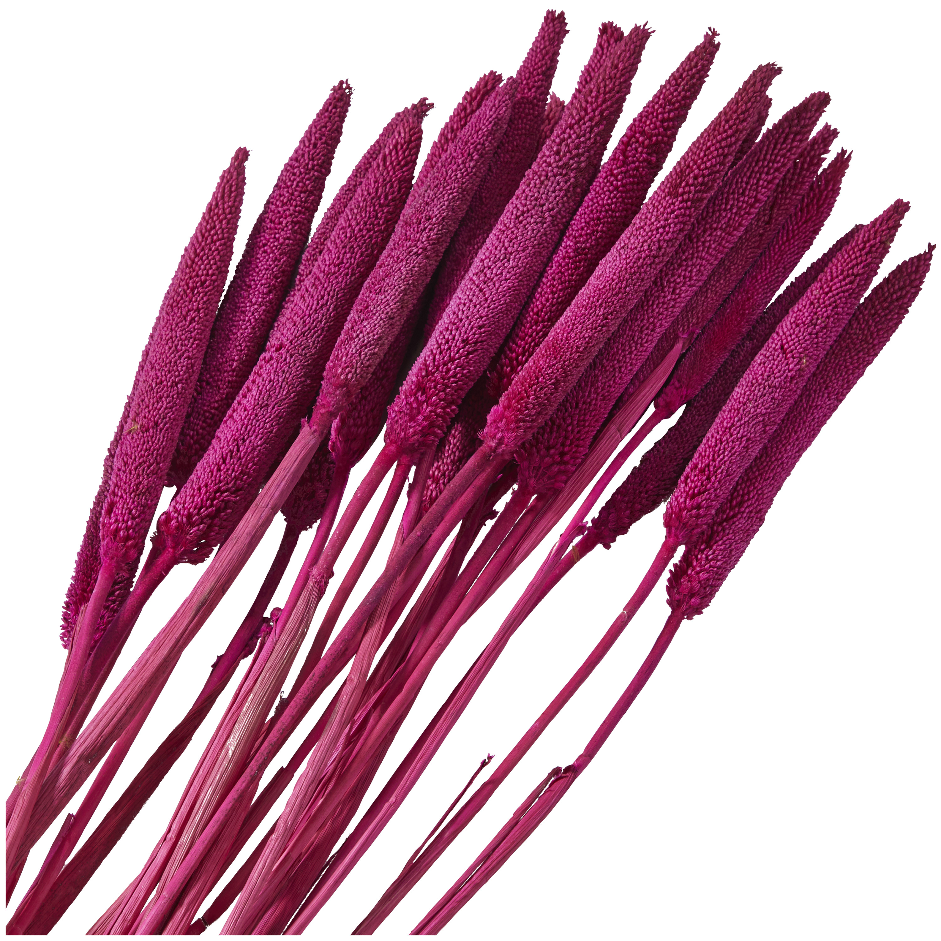 20" Dried Plant Natural Foliage Bunny Tail Bouquet with Long Stems, by DecMode
