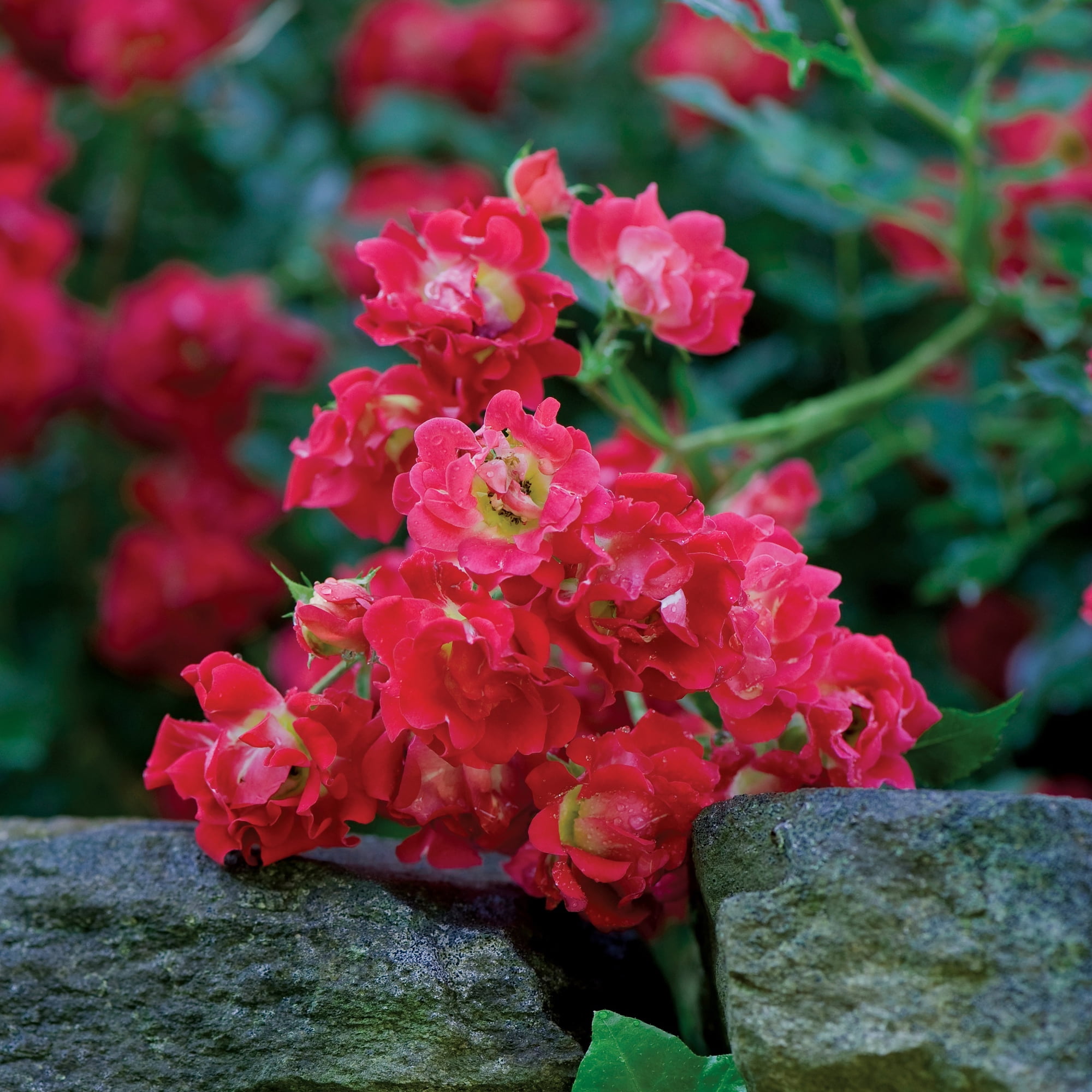 Drift Red Rose Live Shrub (2 Gallon)