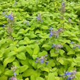 thumbnail image 3 of RedCrocus Chartreuse on the Loose Catmint Nepeta- Vibrant Foliage & Attracts Pollinators- Full Sun Garden Perennial 2 Gallon, 3 of 31