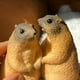 thumbnail image 4 of Juguete de piscina, juguete para bebés, juguete para niños pequeños. Marmota chillona de simulación, adorno de modelo de marmota, juguete antiestrés. Artículo hecho a mano., 4 of 5