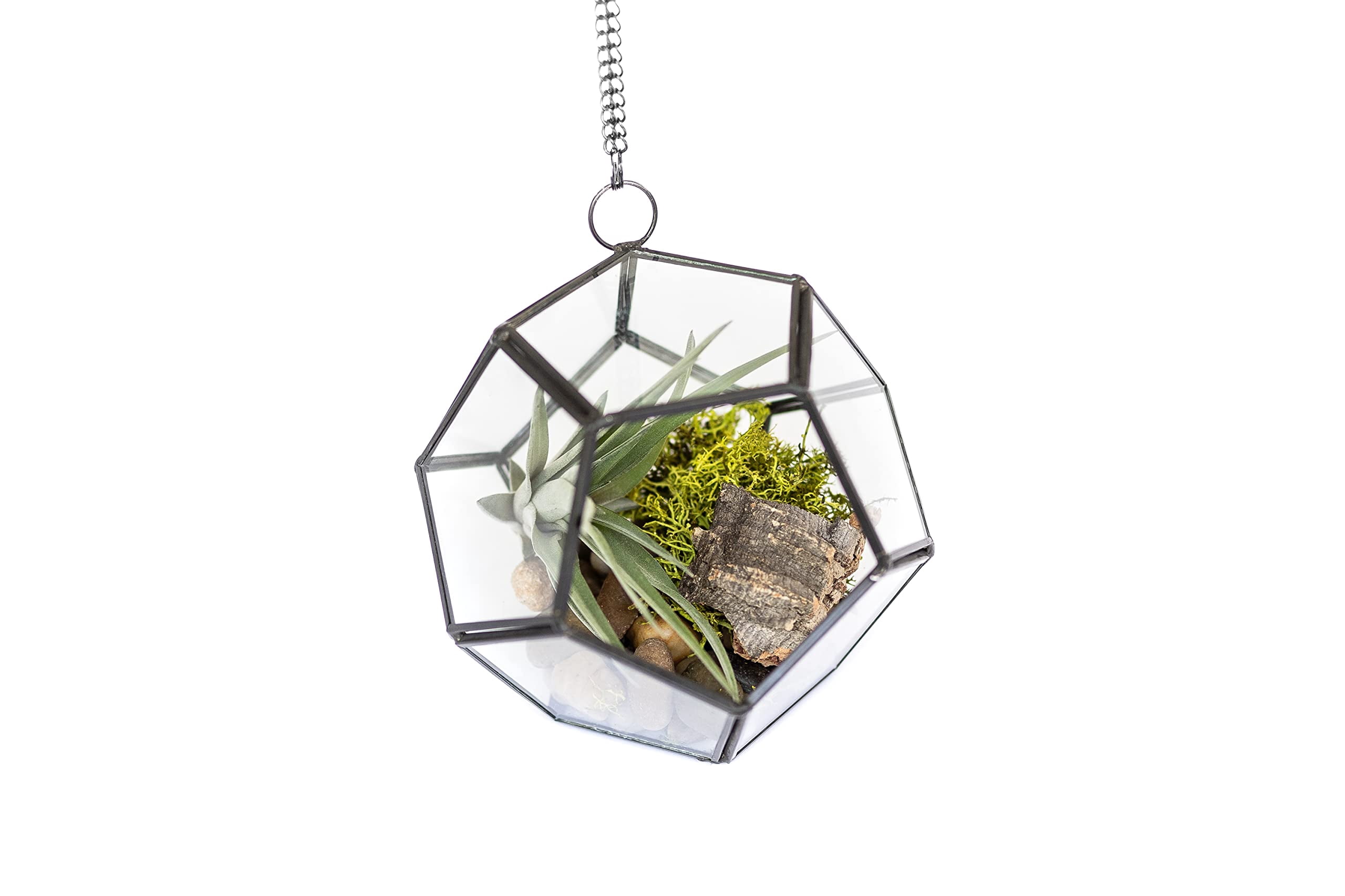 DIY Terrarium Kit with Air Plants - Air Plant Tillandsia Holder - Live Tillandsia Succulent House Plant - Wholesale and Bulk - Home and Garden Decor - Easy Care Indoor and Outdoor Plant (Pentagon)