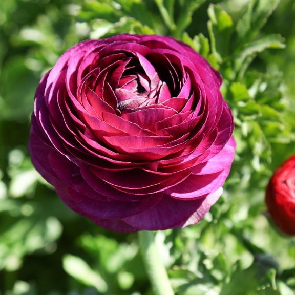 Easy to Grow Ranunculus Merlot 10 Buttercup Plant Bulbs Spring Flowers Zones 8-10