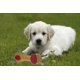 thumbnail image 5 of 3 juguetes chirriantes para perros, juguete masticable de felpa para cachorros pequeños y medianos, juguete interactivo JM, 5 of 5