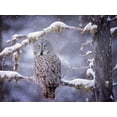 thumbnail image 2 of PHBurchett  18x15 Gold Ornate Wood Framed with Double Matting Museum Art Print Titled - Owl in the Snow III, 2 of 4