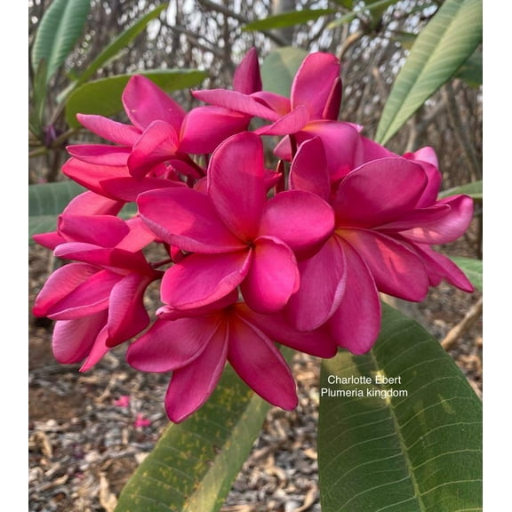 10 "Charlotte Ebert" Plumeria Seeds