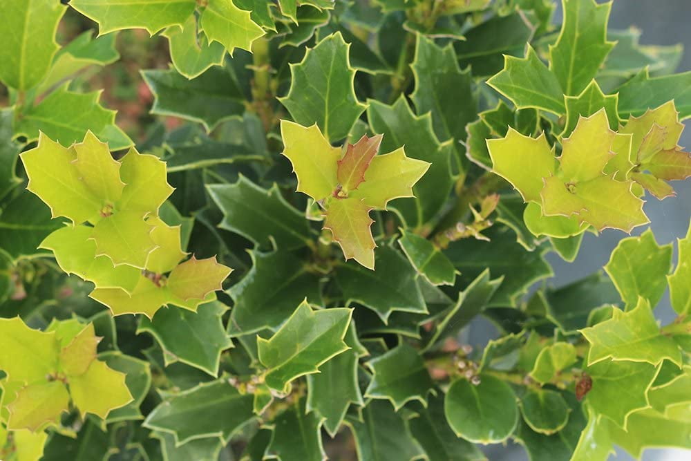 Buy 1 Gal. Oak Leaf Holly Fast Growing Privacy Hedge Online at Lowest Price in India. 917492862