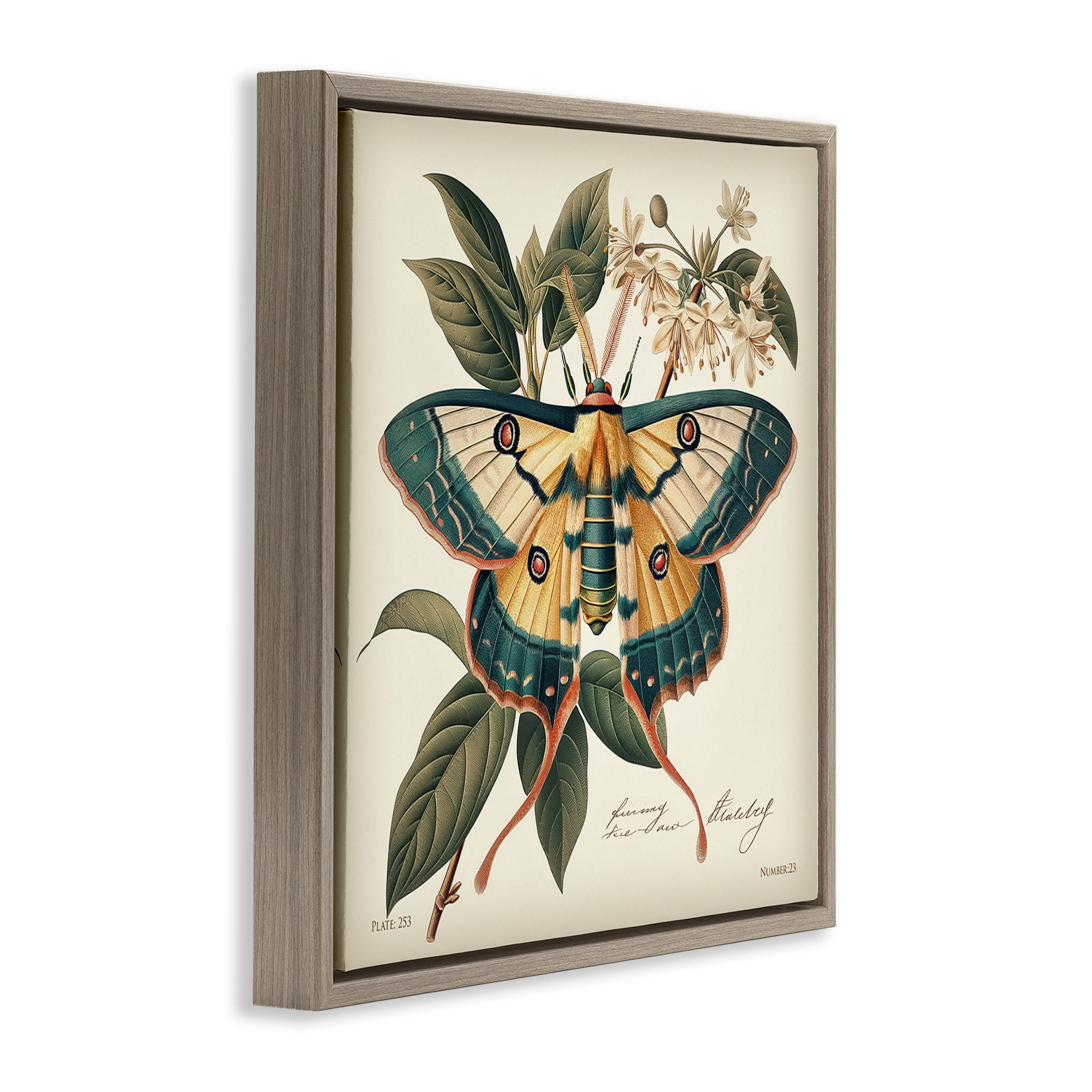 Stupell Industries Vintage Moth & Plant Study Animals Painting Brown Floater Framed Canvas Art Print Wall Art, 18 x 18