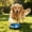 Blue, variant on Byujiro 2-in-1 Dog Scratch Pad & Slow Feeder Toy Round Nail File & Treat Dispenser for Dogs, Interactive Enrichment Toy to Trim Nails, Relieve Boredom & Slow Eating
