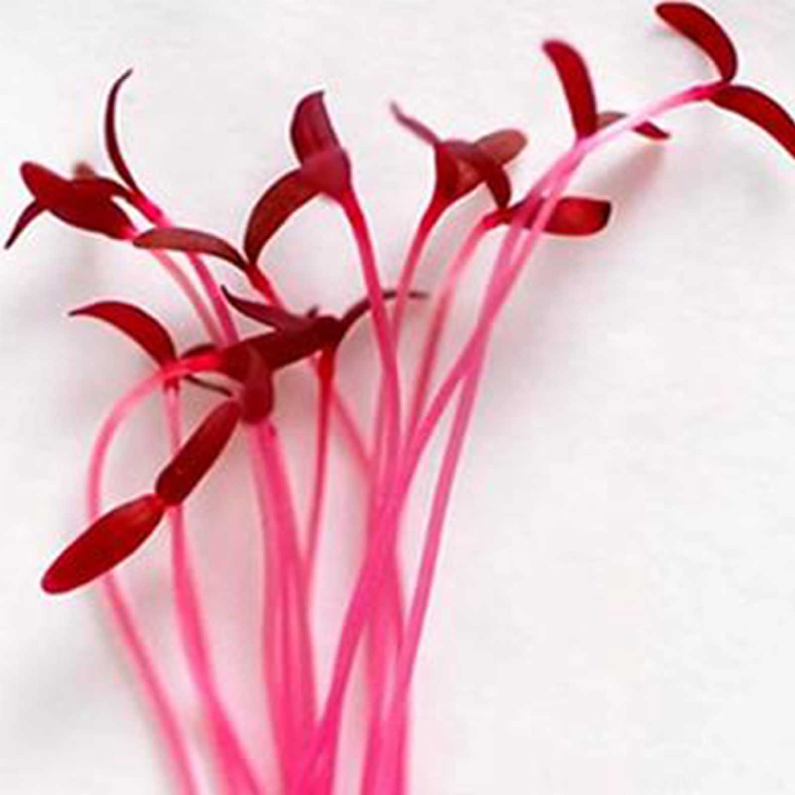 Organic Red Amaranth Microgreens Seeds 4 g Packet 4000 Seeds