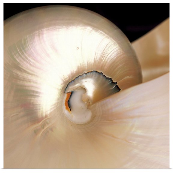 Great BIG Canvas | Rolled Carl Shaneff Poster Print entitled Nautilus Shell With Shiny Iridescent Texture