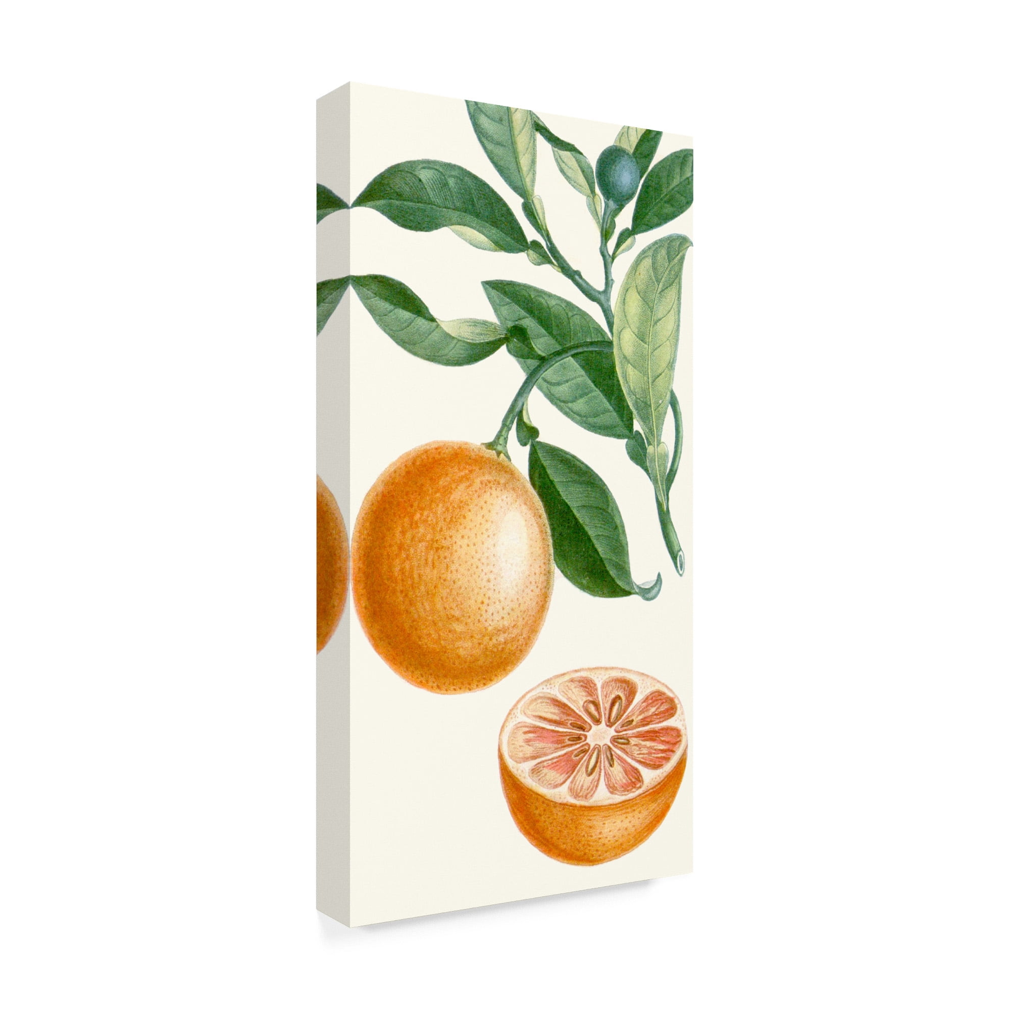 Trademark Fine Art 'Turpin Fruit II' Canvas Art by Turpin