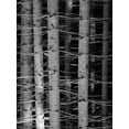 thumbnail image 2 of Phillip, Jamie 12x14 Black Ornate Wood Framed with Double Matting Museum Art Print Titled - Dark Woods, 2 of 4