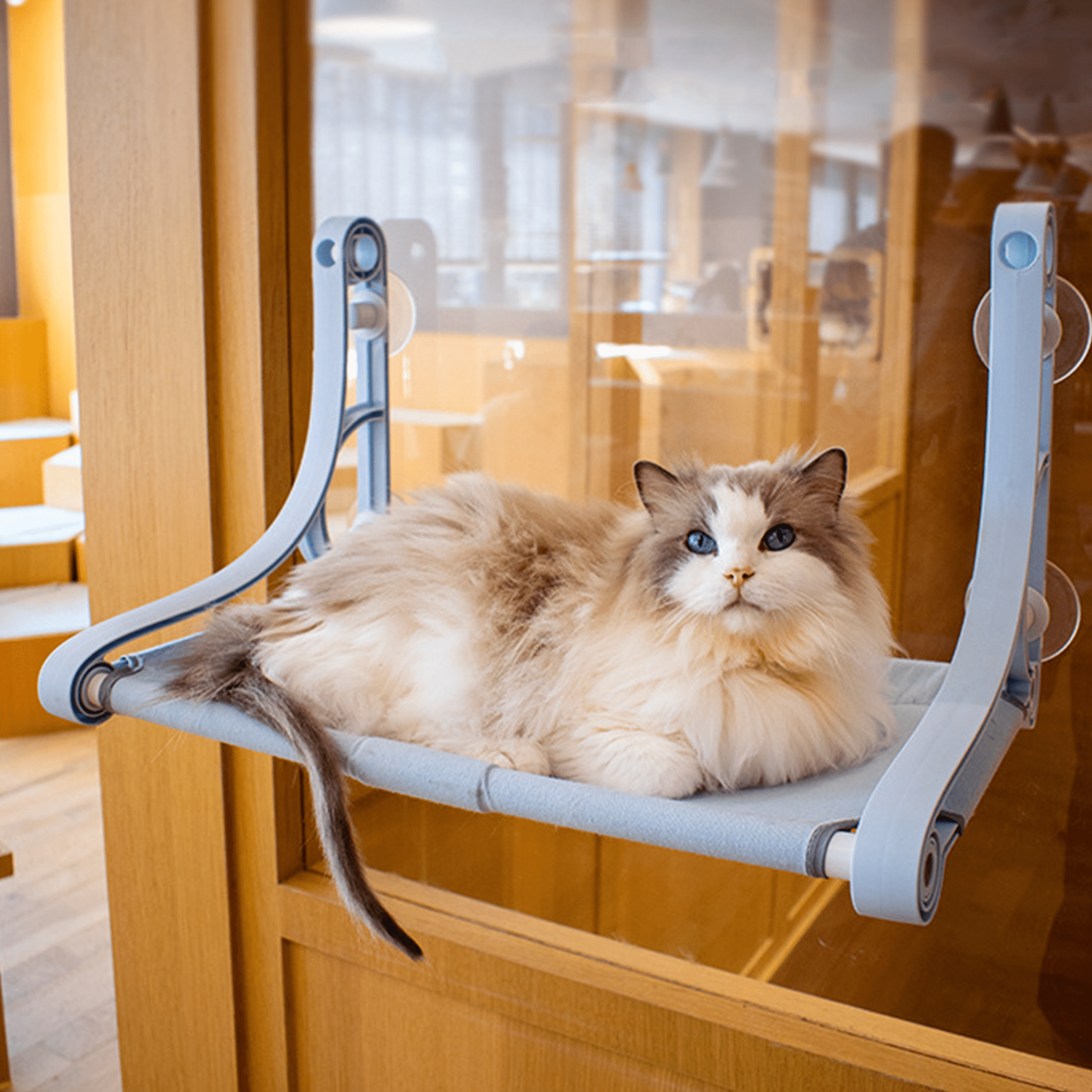 Cat Window Perch, Cozy Hammock with Strong Suction Cups, Holds up to 50 lbs, Blue