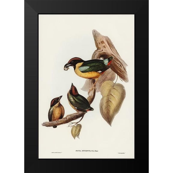Gould, John 11x14 Black Modern Framed Museum Art Print Titled - Noisy Pitta-Pitta strepitans