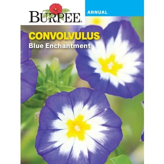 Burpee Burpee's Best Mixed Colors Marigold Flower Seed, 1-Pack - Walmart.com